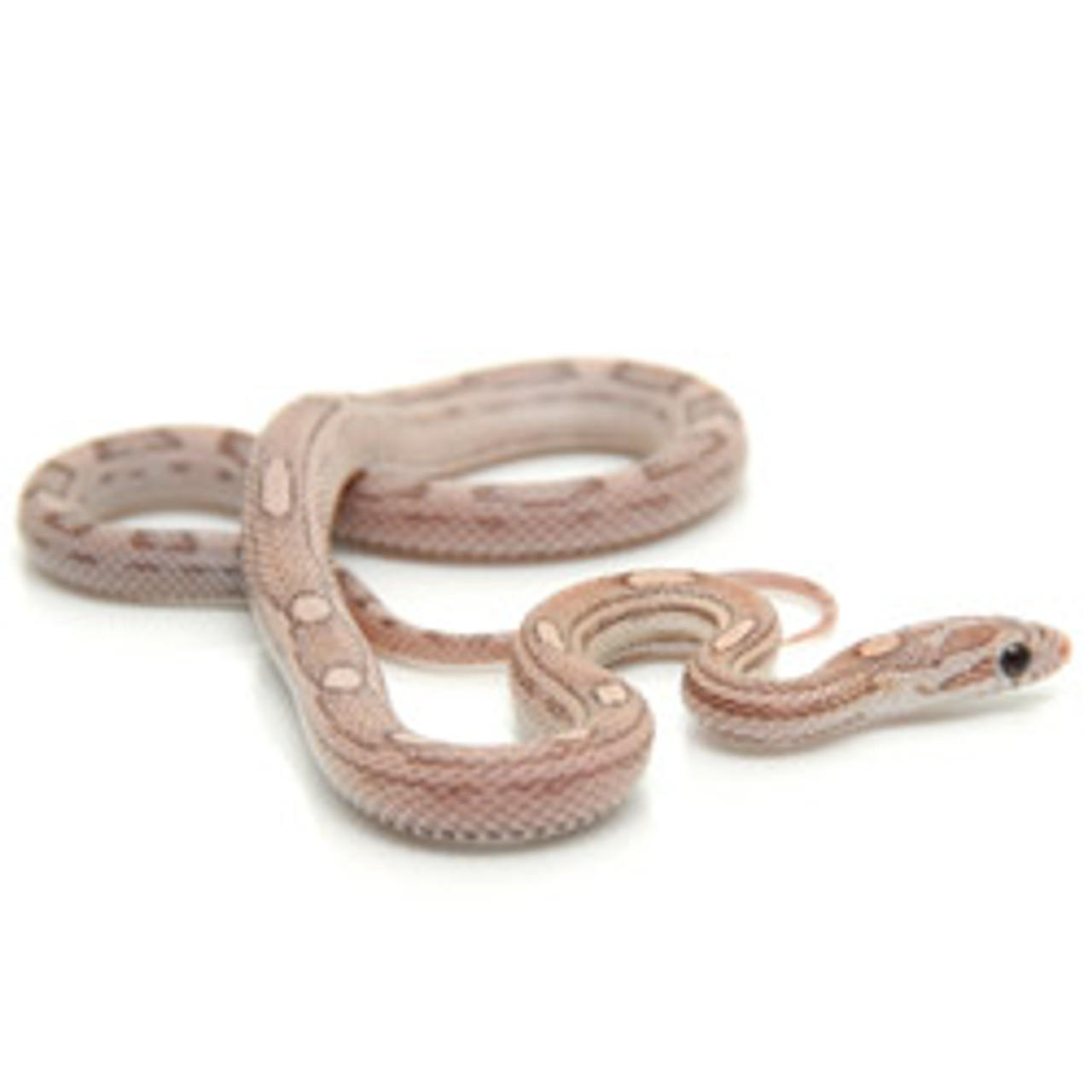 Lavender Motley Corn Snake (Pantherophis guttata)