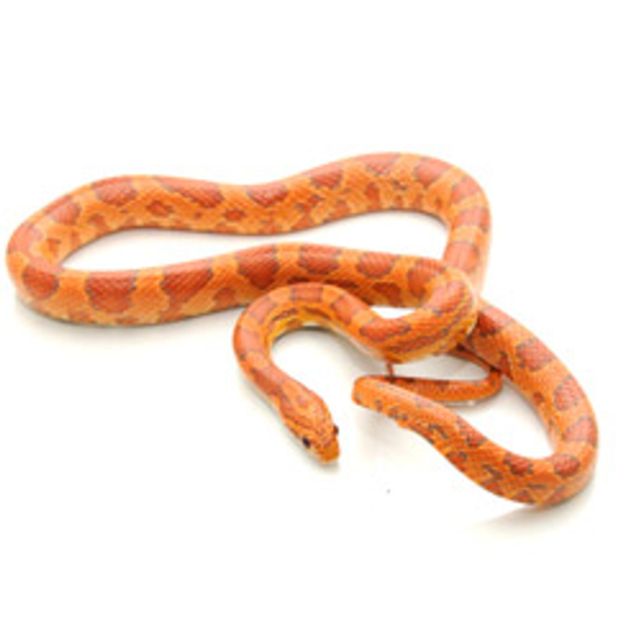 fluorescent orange corn snake