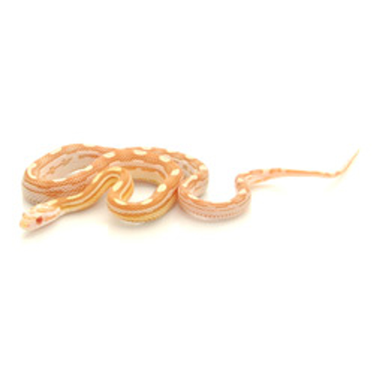 Butter Motley Corn Snake (Pantherophis guttata)