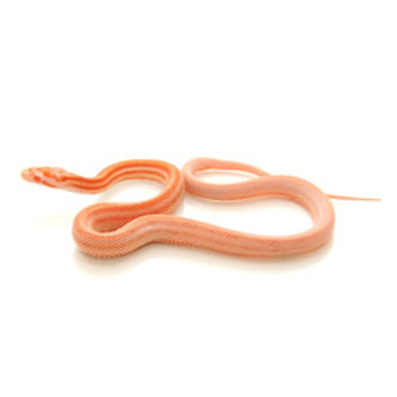 Creamcicle Striped Corn Snake (Pantherophis guttata)