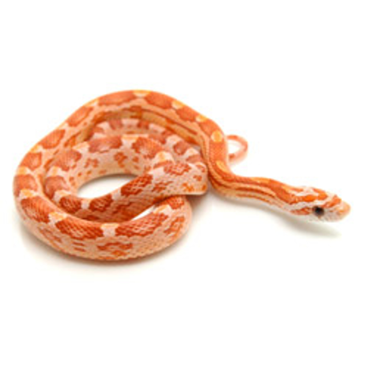 Hypomelanistic Motley Corn Snake (Pantherophis guttata)