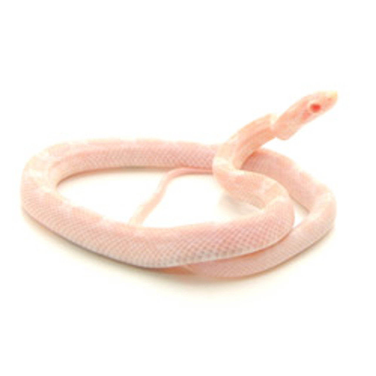 Opal Corn Snake (Pantherophis guttata)