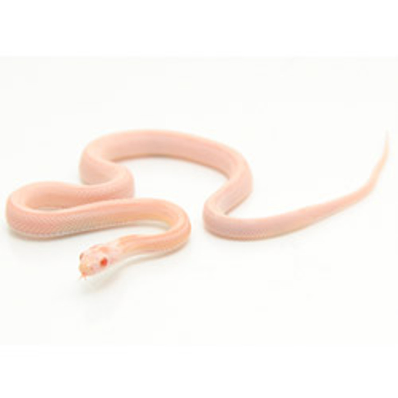 cute baby corn snake