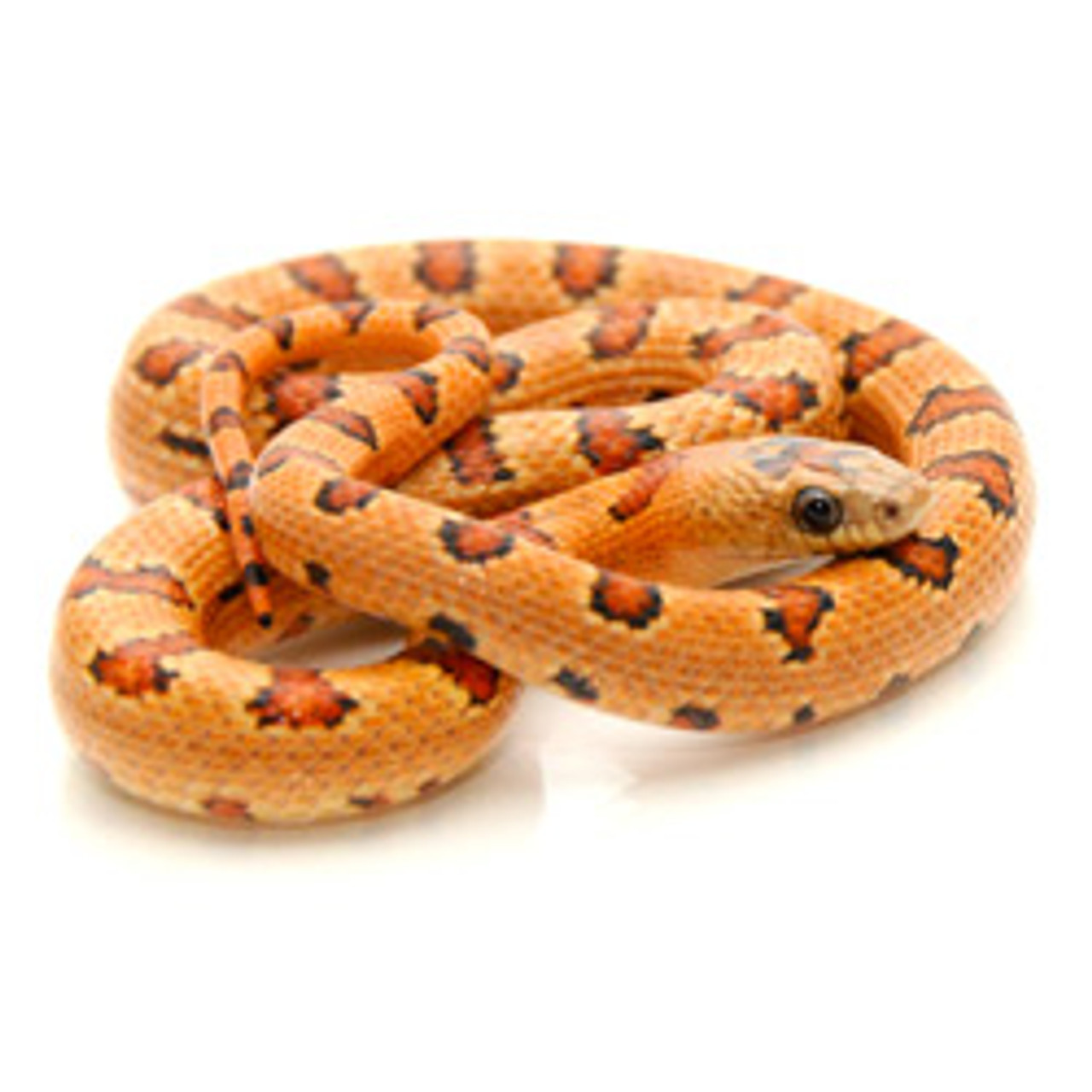 Orange Thayeri King Snake (Lampropeltis mexicana thayeri) 