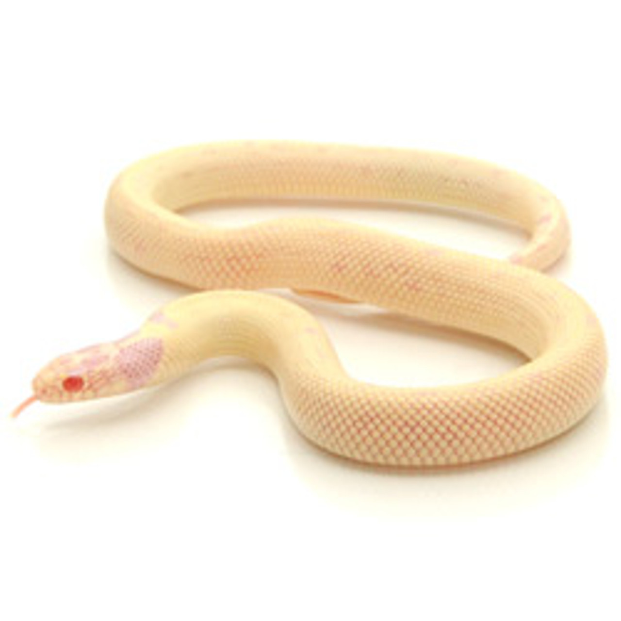 Albino Banana Kingsnake (Lampropeltis getula)