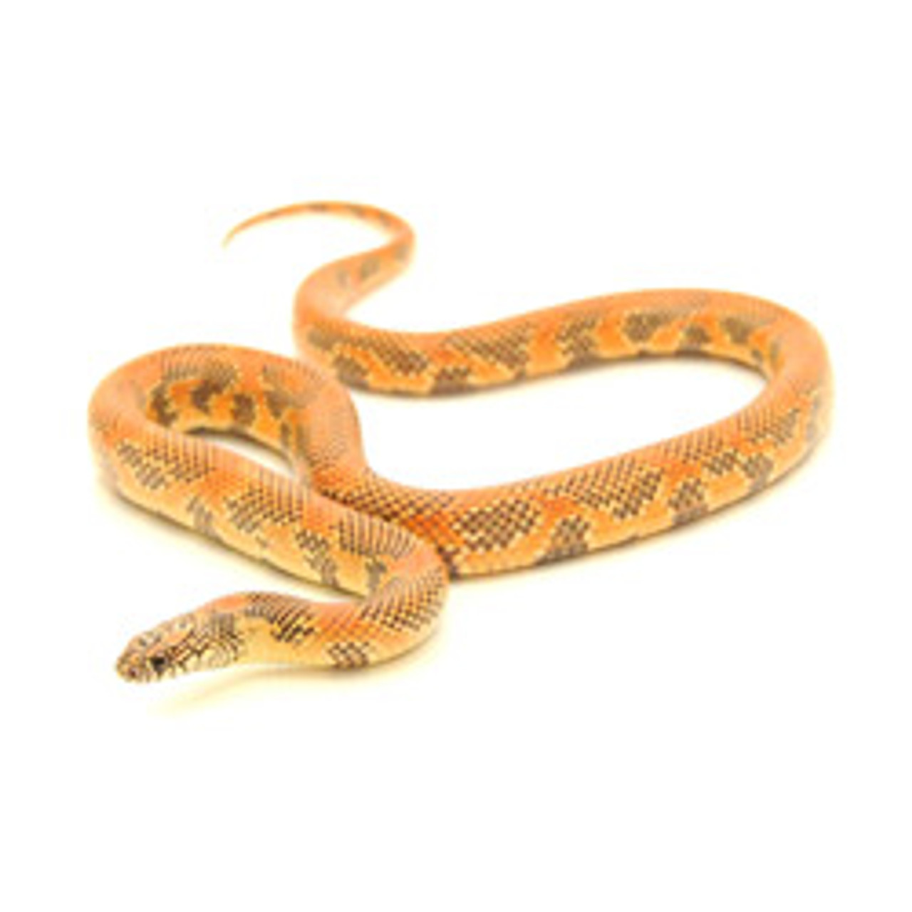 KING SNAKES Brooksi X Goini King Snake from ReptMart.com