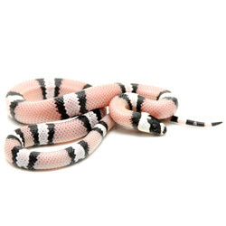 black milk snake for sale