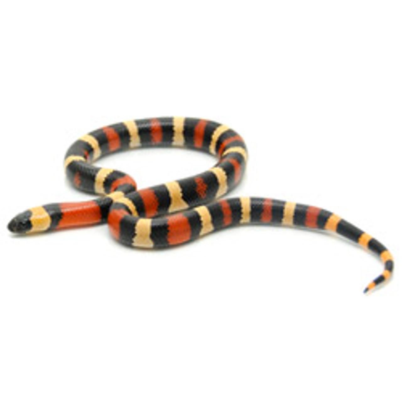 apricot pueblan milksnake