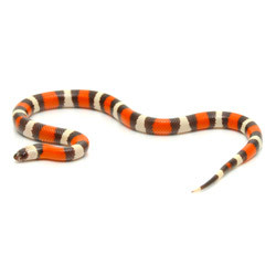 apricot pueblan milk snake for sale