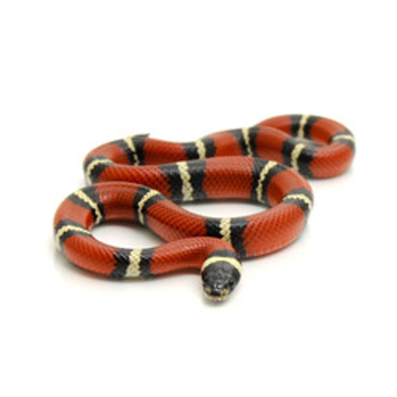 milksnake scientific name