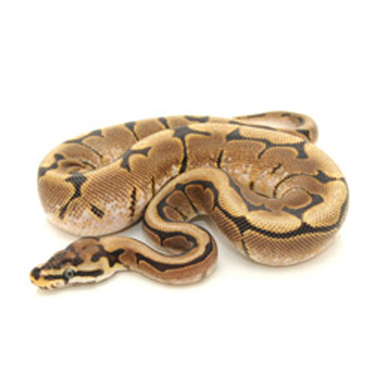 Spider Ball Python (Python regius)