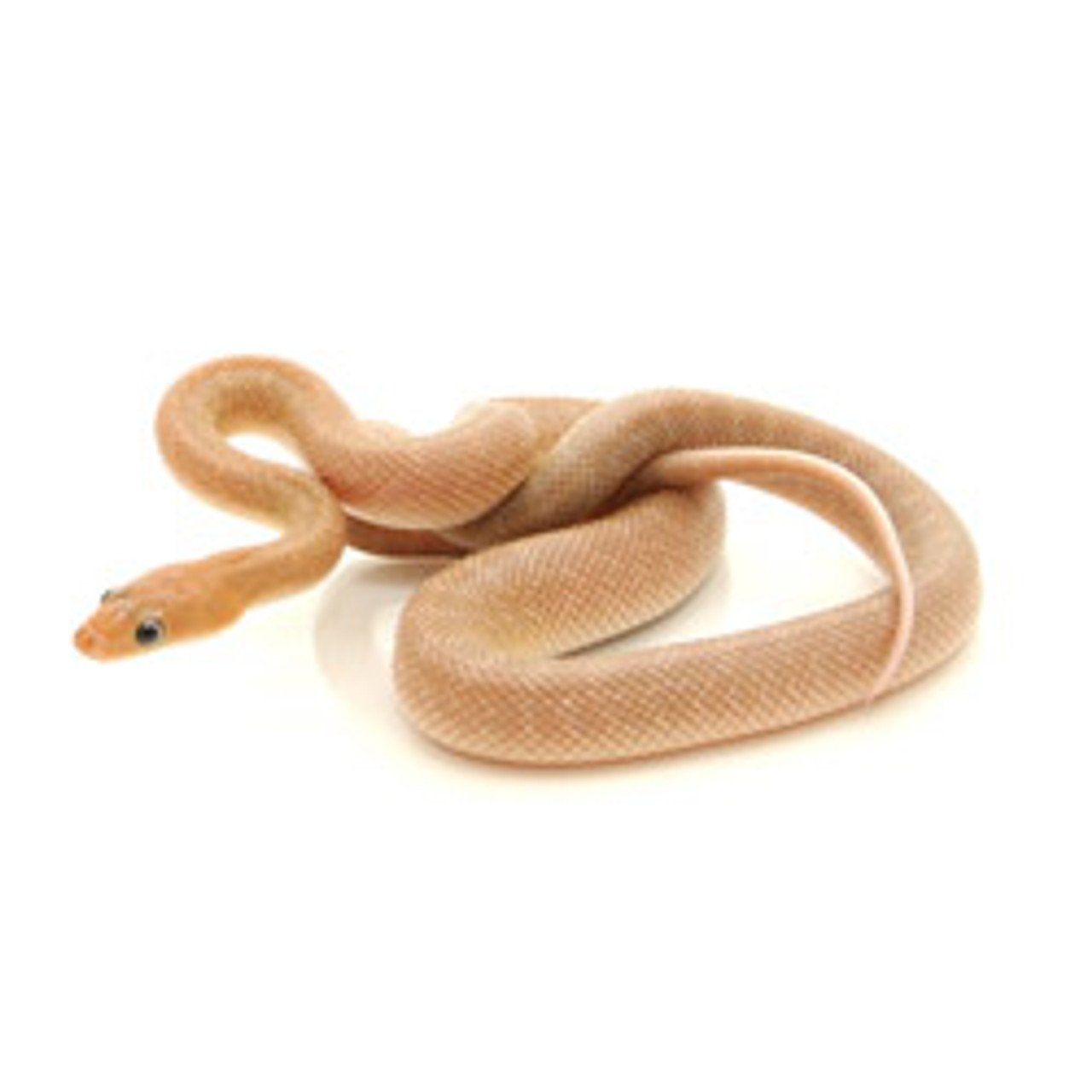 Baja Rat Snake (Bogertophis rosaliae)