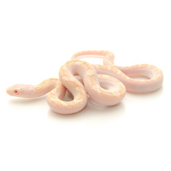 RAT SNAKES Albino Licorice Rat Snake from ReptMart.com