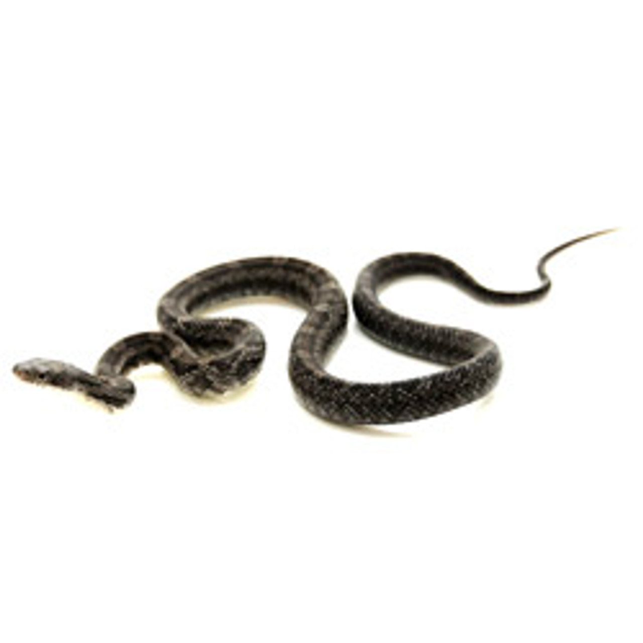 RAT SNAKES Black Rat Snake from