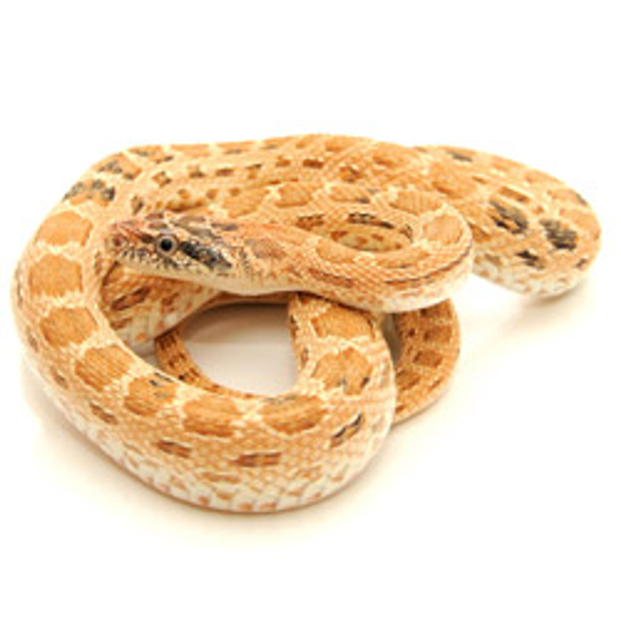 Royal Diadem Rat Snake (Spalerosophis diadema clifford)