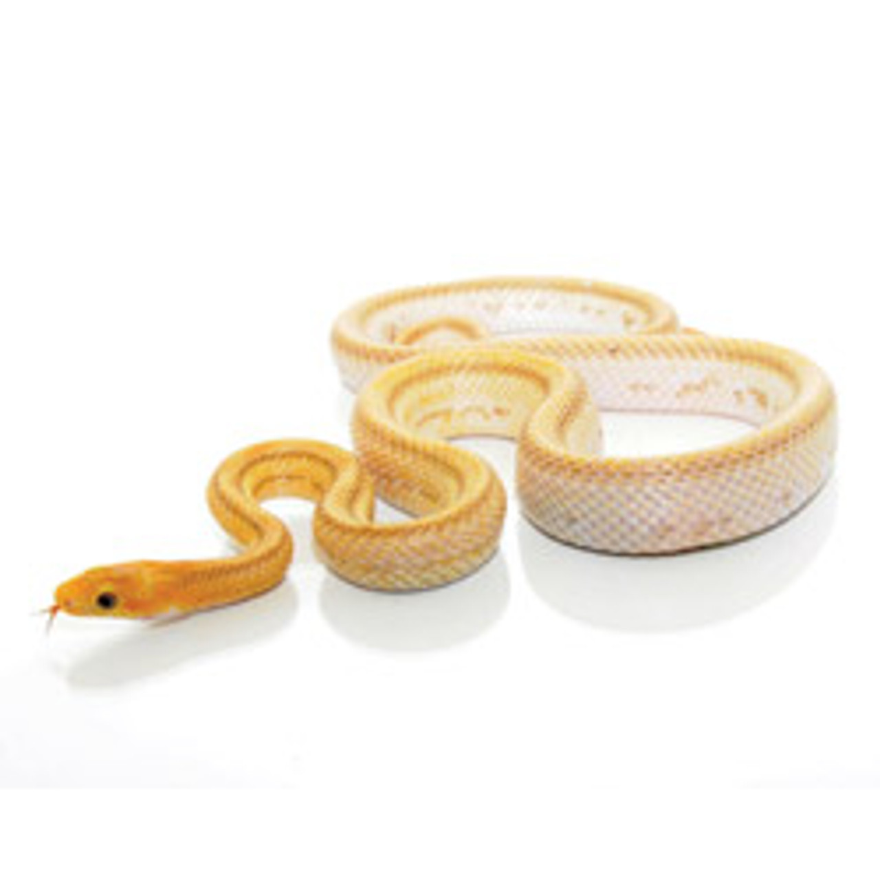 Whiteside Yellow Rat Snake (Pantherophis alleghaniensis)