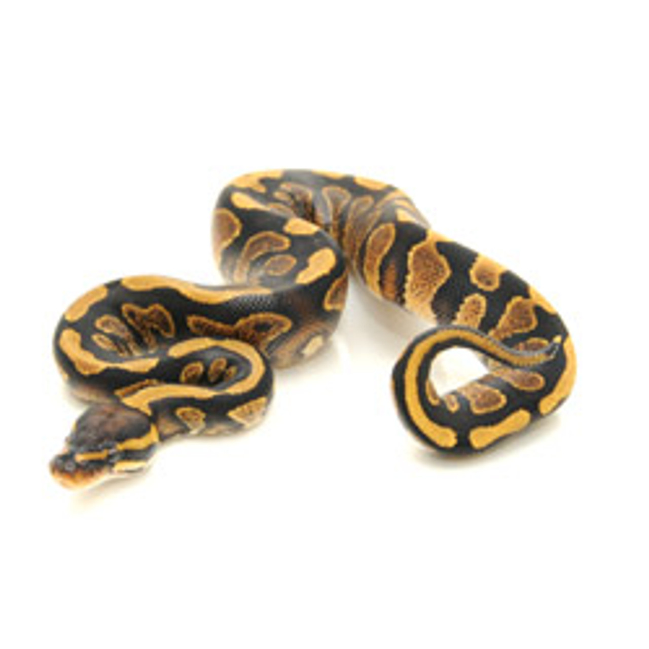 Yellowbelly Ball Python (Python regius)