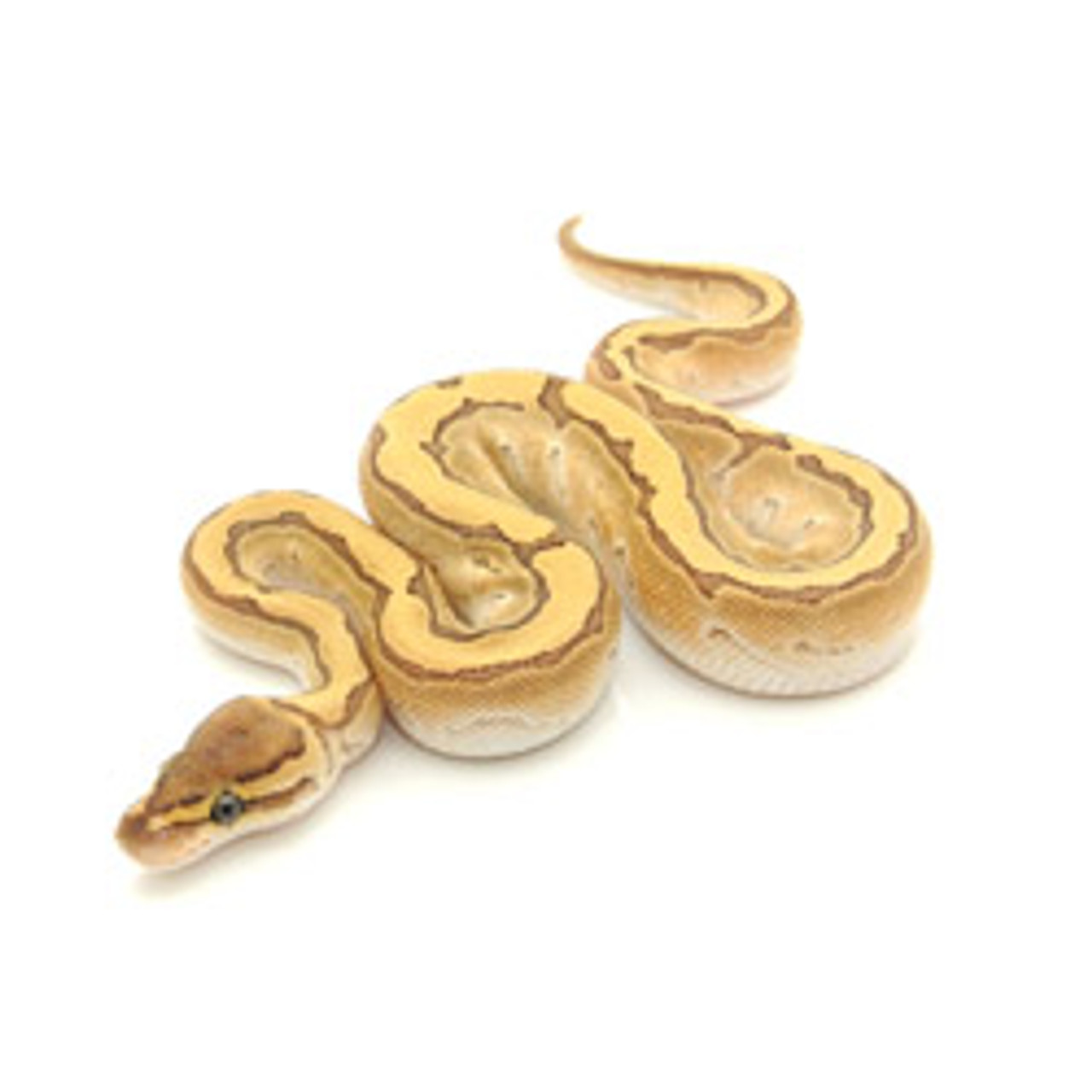 Butter Pinstripe Ball Python (Python regius)