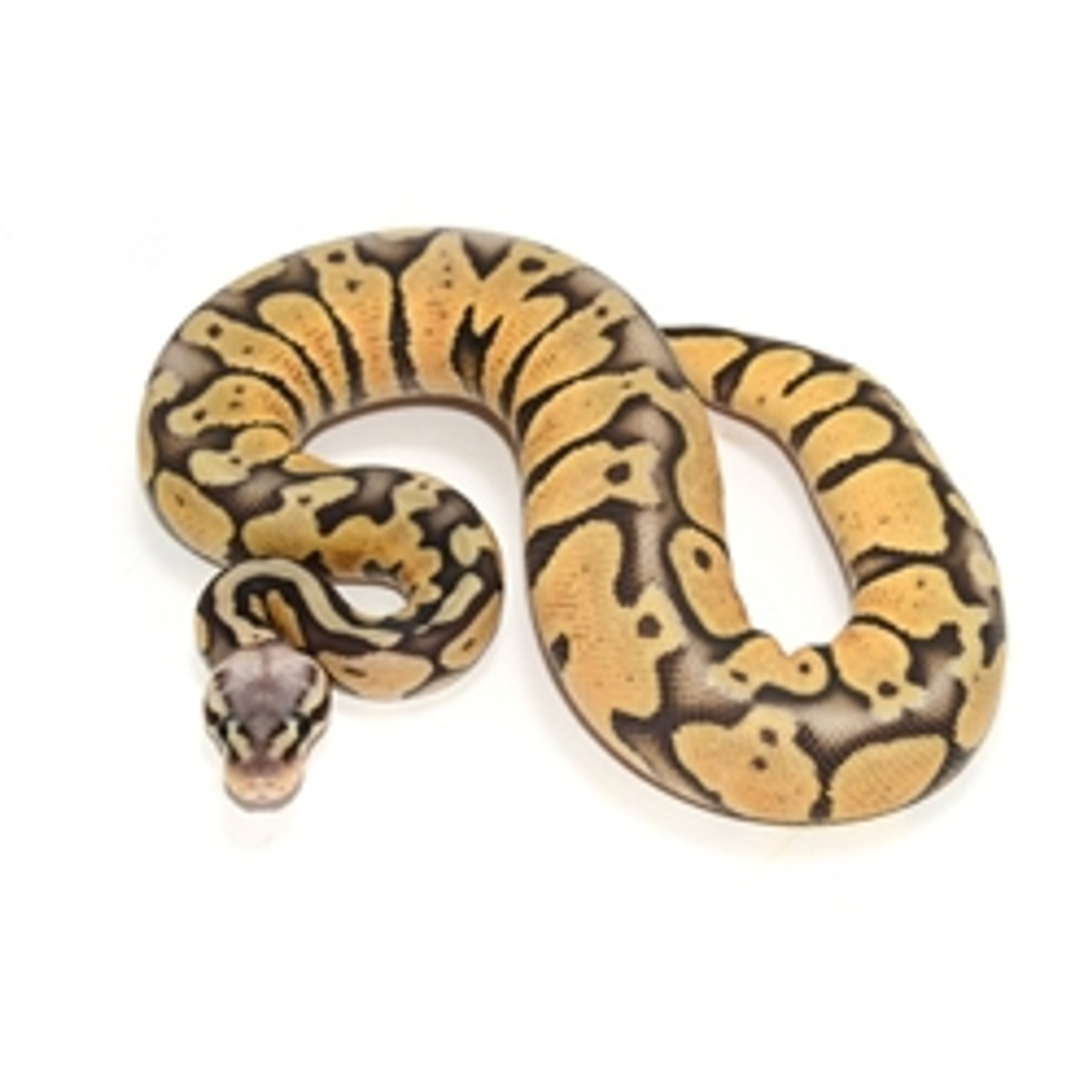 Super Pastel Ghost Ball Python (Python regius)