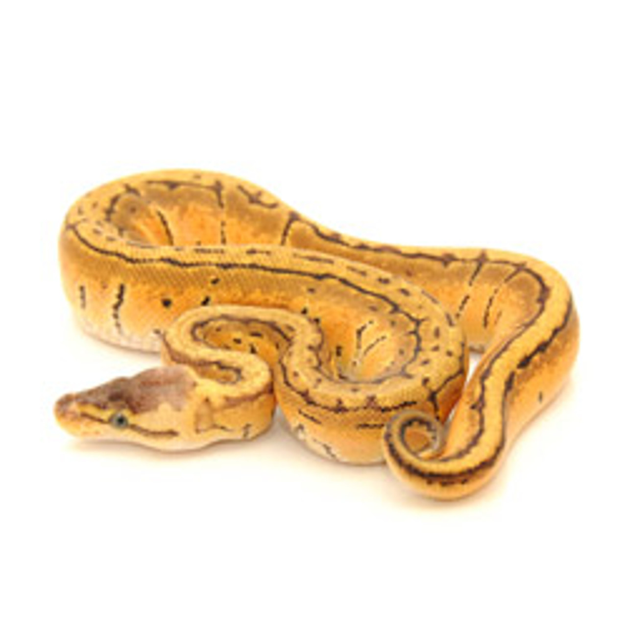 pinstripe ball python baby