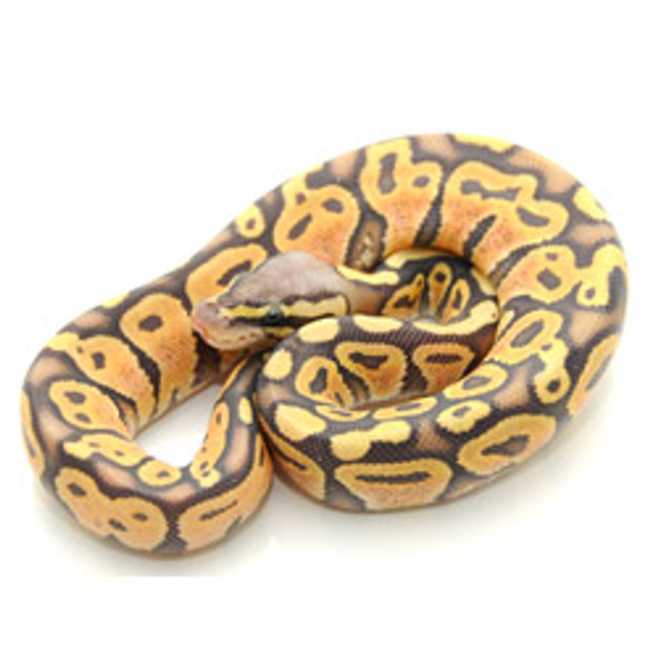 Pastel Ghost Ball Python (Female) for sale from ReptMart.com