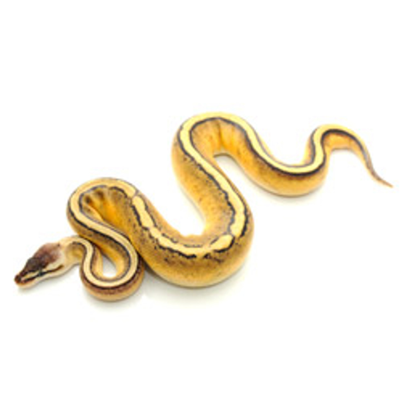 Pastel Stripe Ball Python 