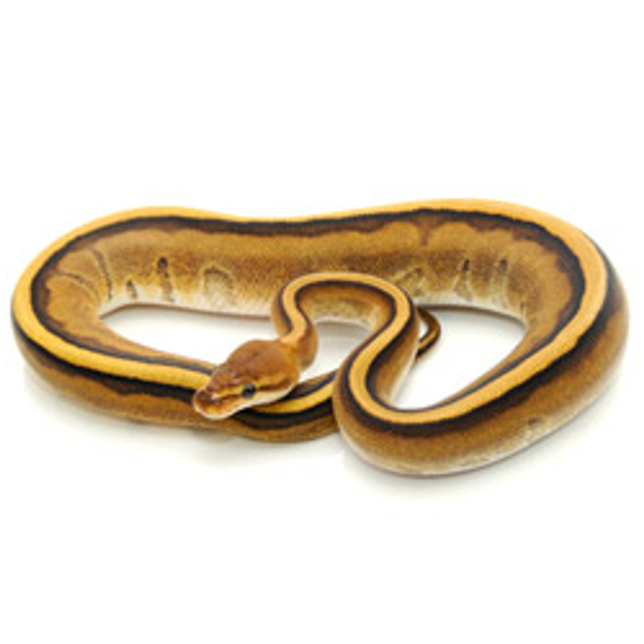 Stripe Ball Python (Python regius)