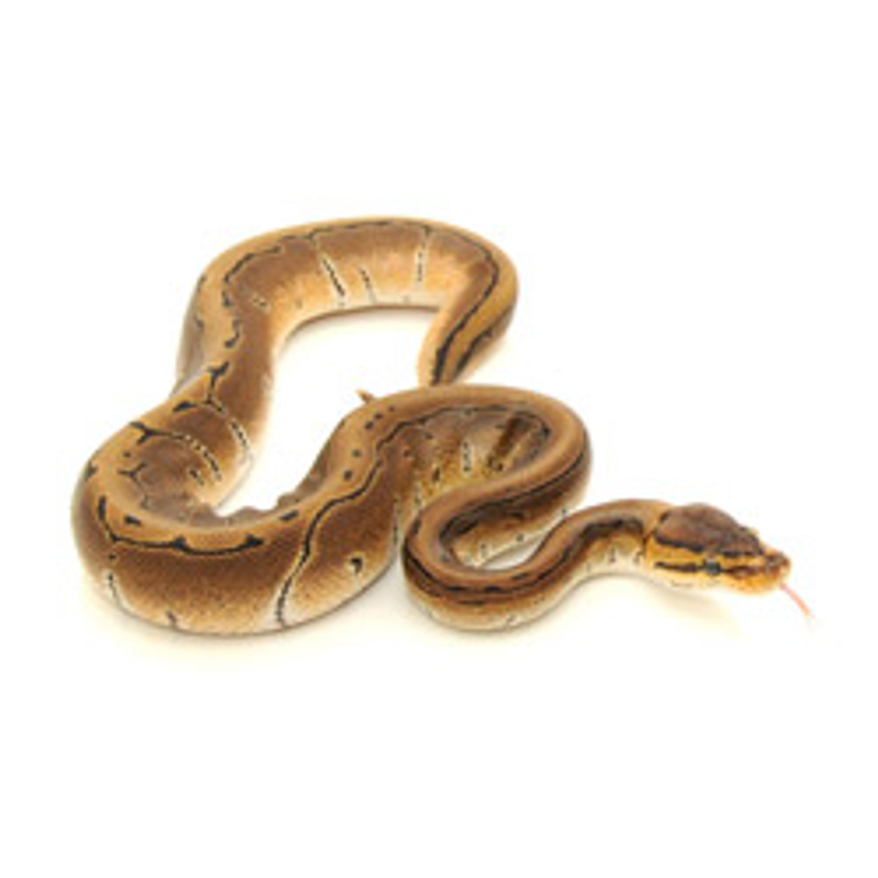 SPECIALITY BALL PYTHONS Pinstripe Ball Python from ReptMart.com