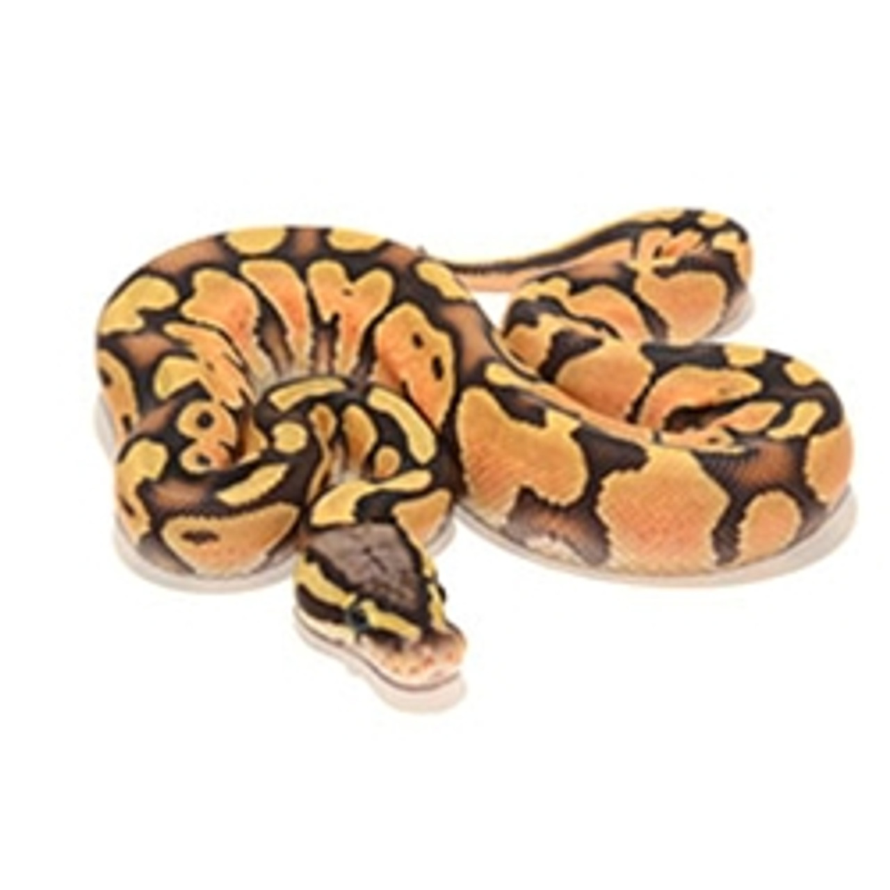 Pastel Enchi Ghost Ball Python