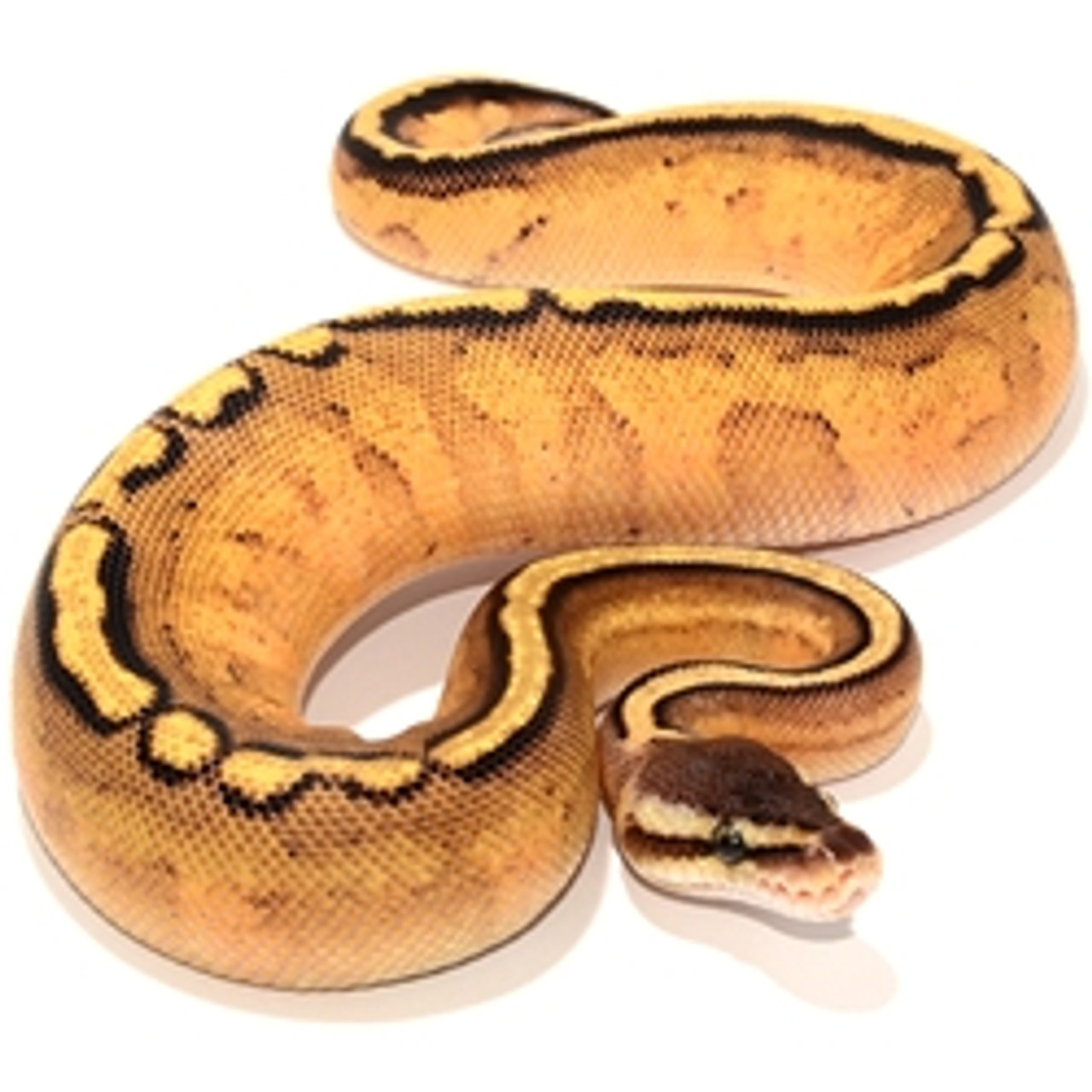 Pastel Yellow Belly Ball Python For Sale (Live Arrival Gaurantee)