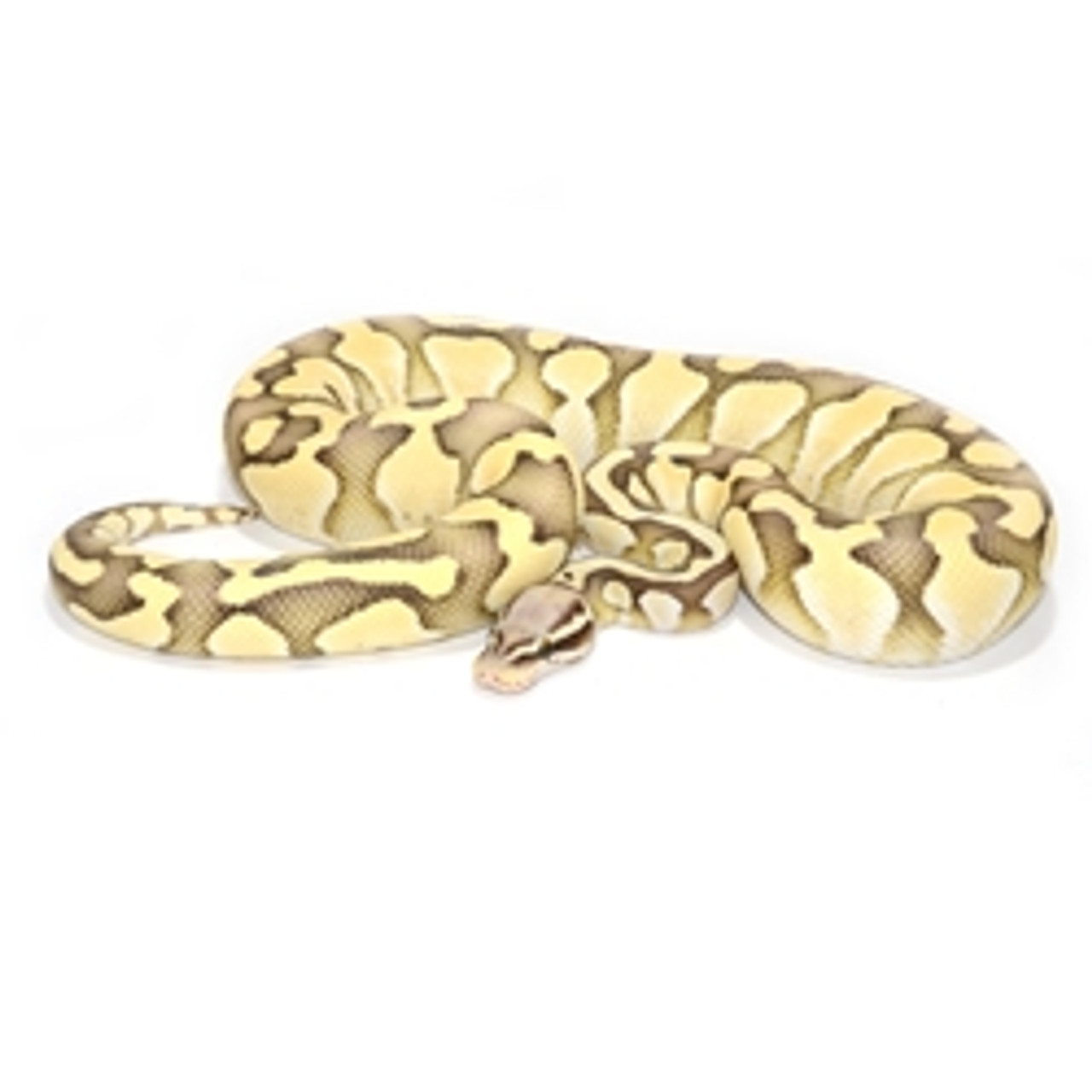 Pastel Butter Desert Ghost Ball Python