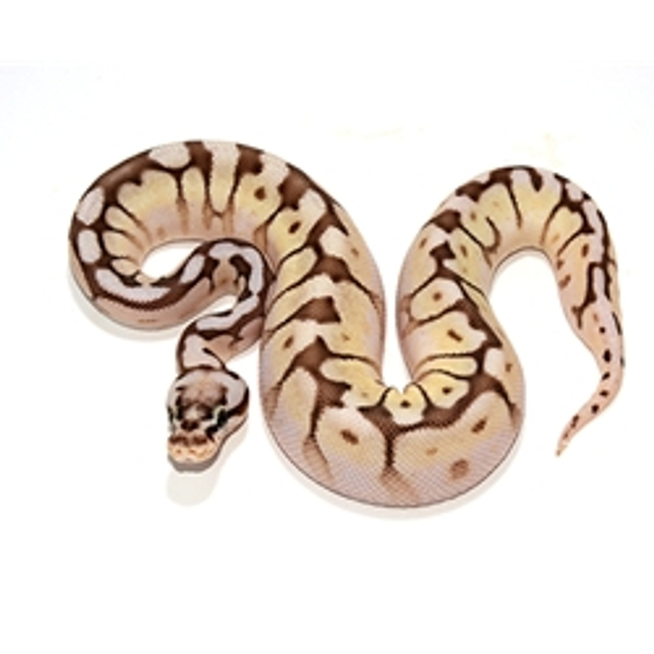 Queen Bee Ball Python for sale from ReptMart.com