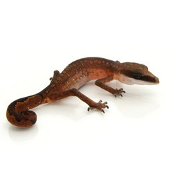 cat gecko for sale