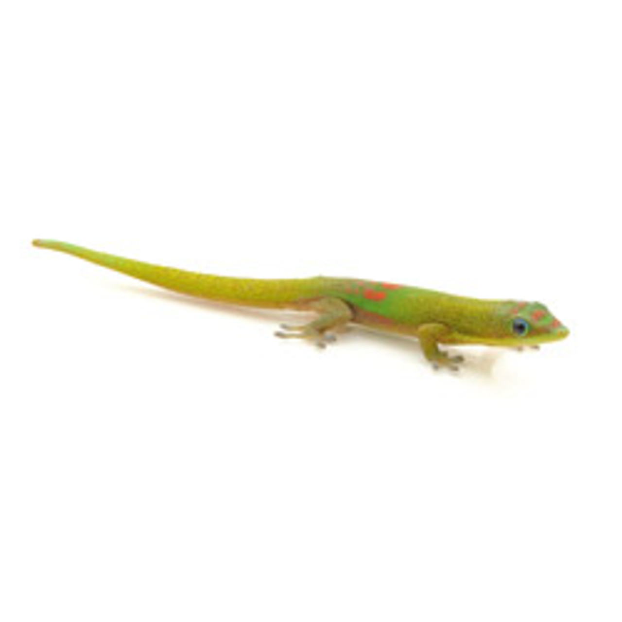 Gold Dust Day Gecko (Phelsuma laticauda)