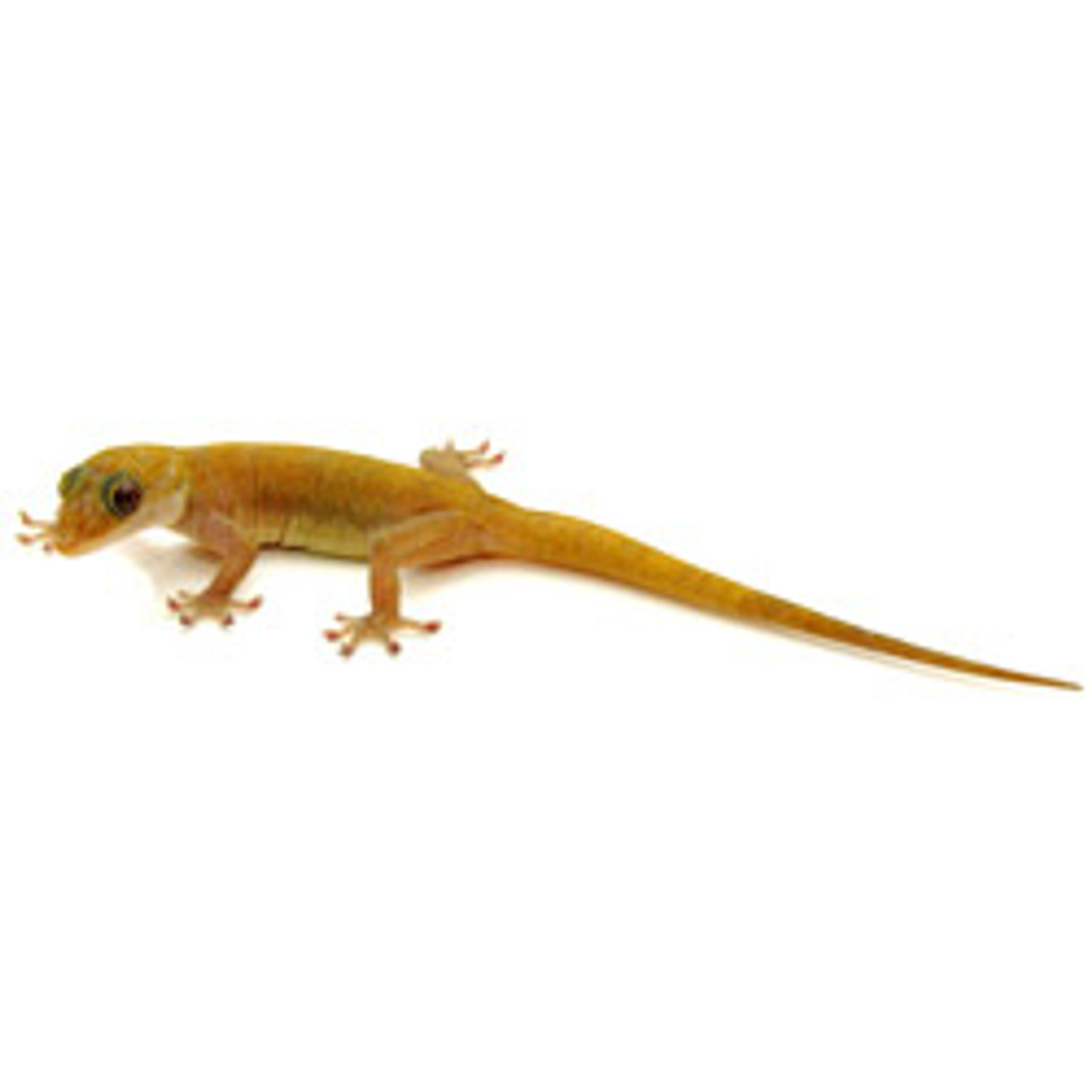 Golden Gecko