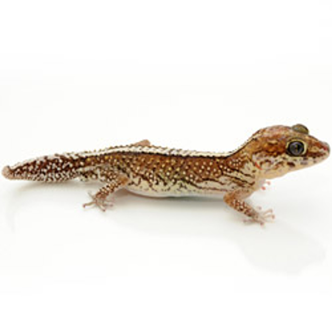 Striped Panther Gecko (Adult) (Pareodura pictus)
