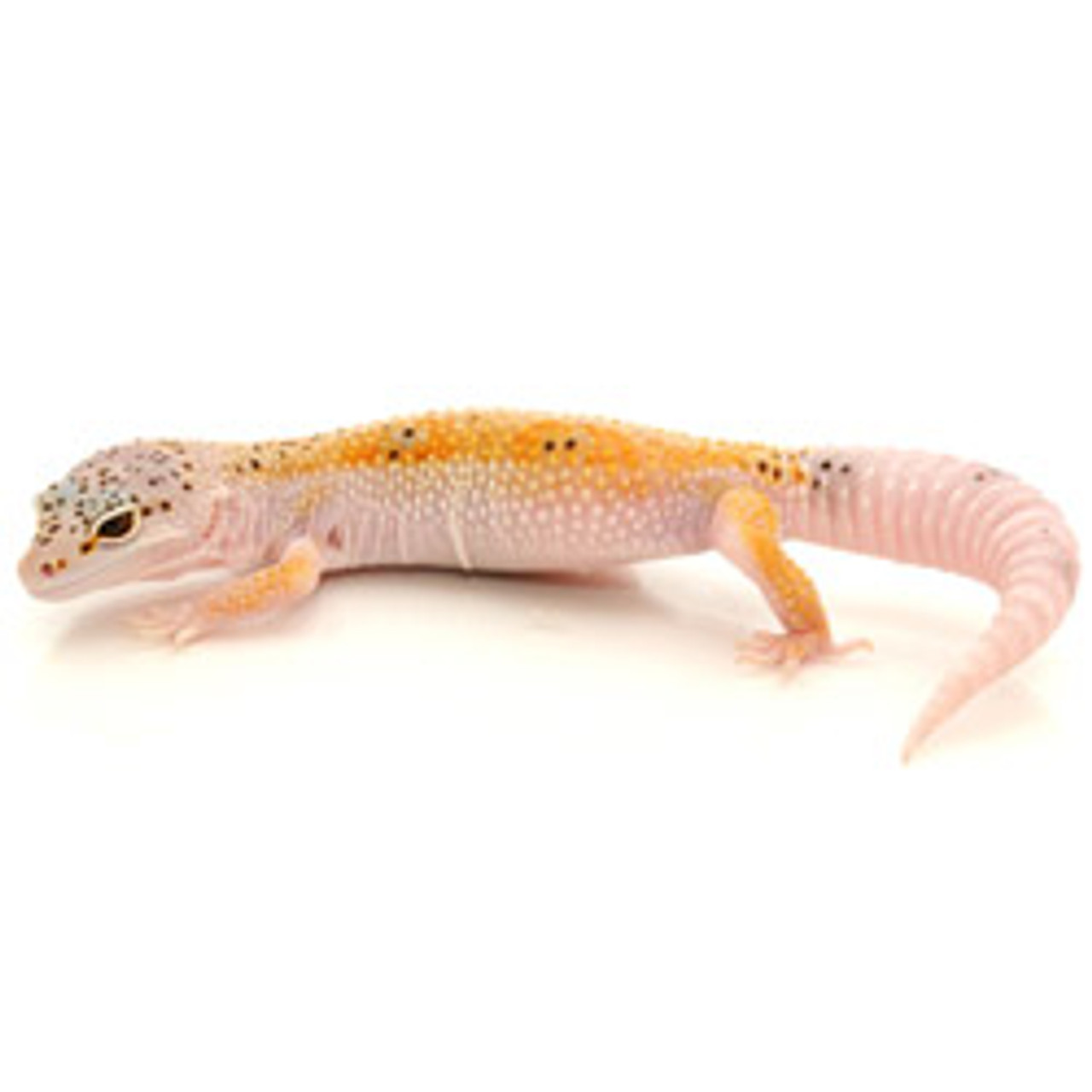Enigma Leopard Gecko (Eublepharis macularius) Adult