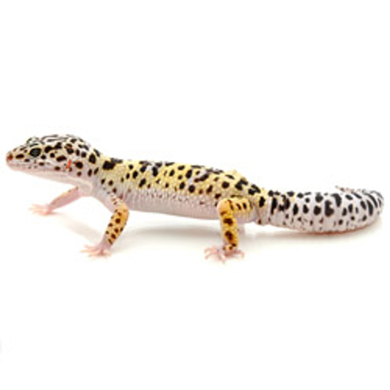 Leopard Gecko (Eublepharis macularius) Adult