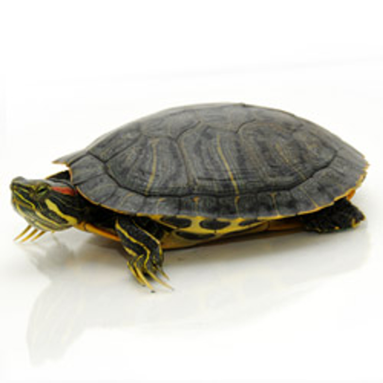 Red Ear Slider (Trachemys s elegans)