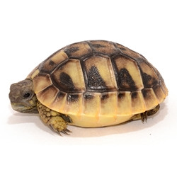 greek tortoise price