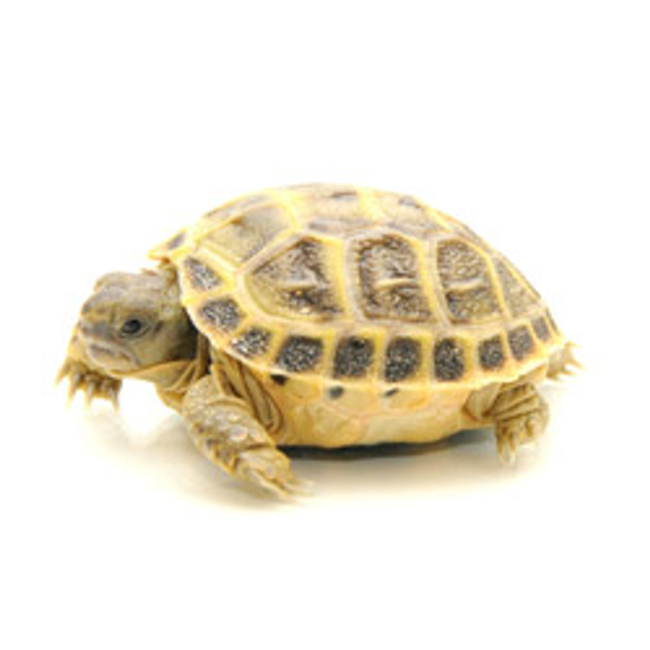 Russian Tortoise (Baby) (Testudo horsefieldii)