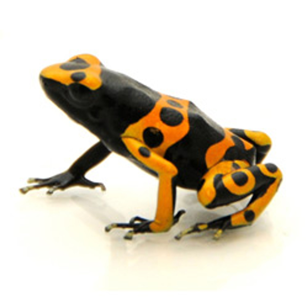 Yellow Banded (Bumble Bee) Dart Frog (Dendrobated leucomela)