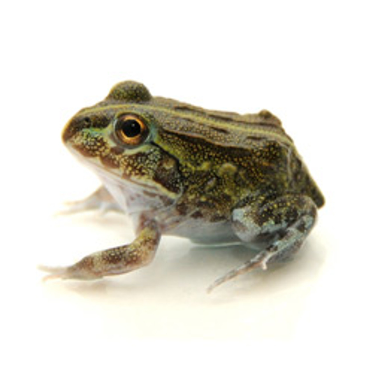 Southern Pixie Frog