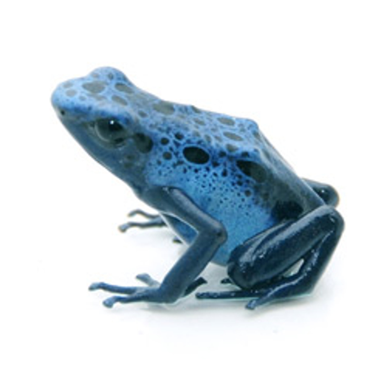 Blue Azureus Dart Frog  (Dendrobates tinctorius)