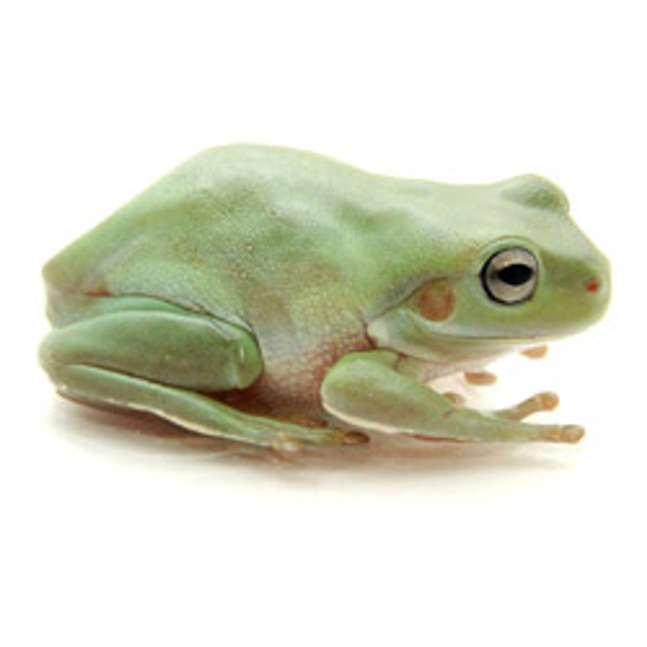 Dumpy / White's Tree Frog Baby (Litoria caruela)