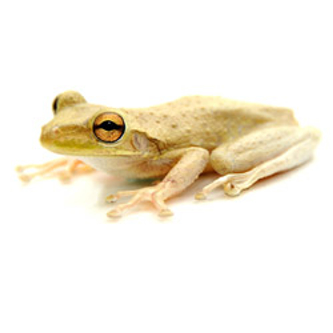 Cuban Tree Frog (Osteopilus septentrionalis)