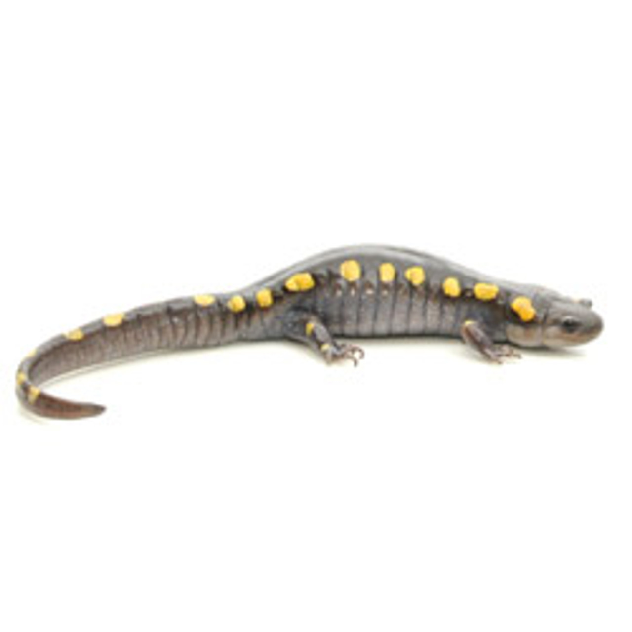 Spotted Salamander