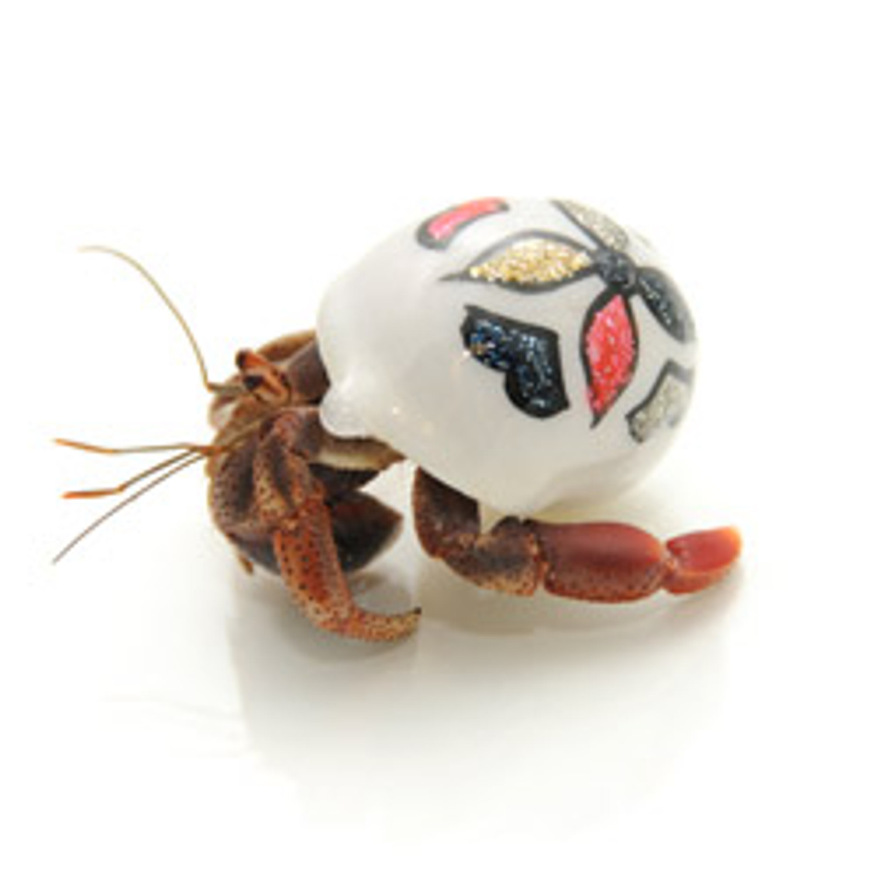 Hermit crabs for sale clearance online