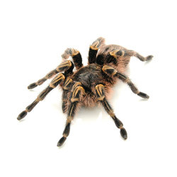 Choco Goldstripe Tarantula from ReptMart.com