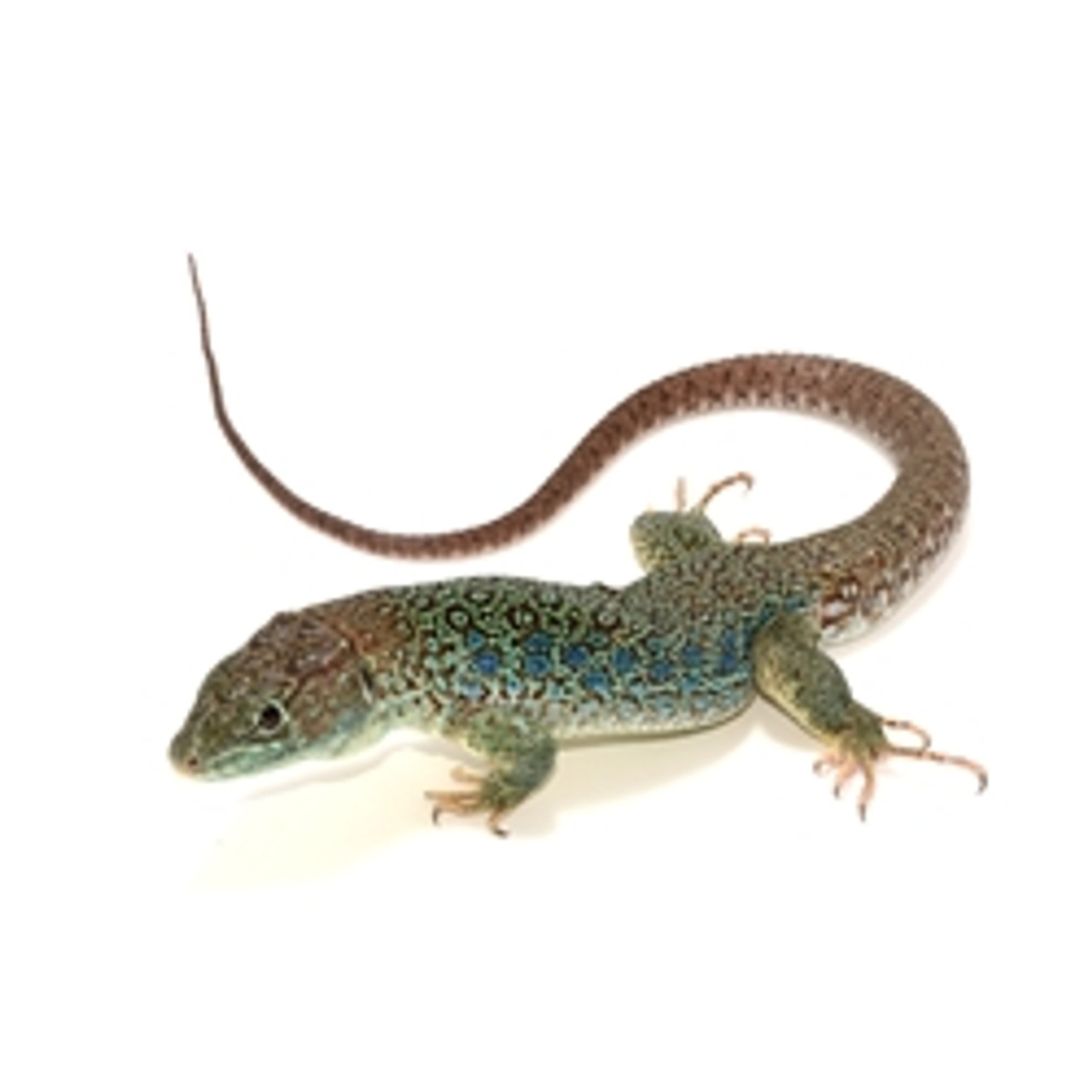 Jeweled Lacerta Lizard for sale  (Timon lepidus) baby/juvenile